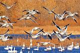 Snow Geese Fly-Out_72606